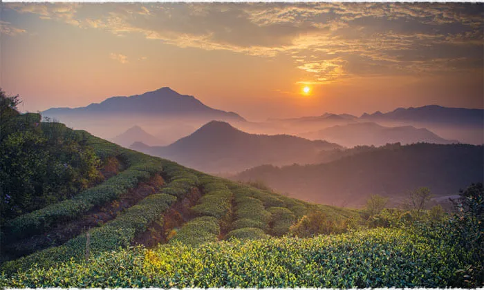 黑料网平台茶山风光 - 黑料不打烊